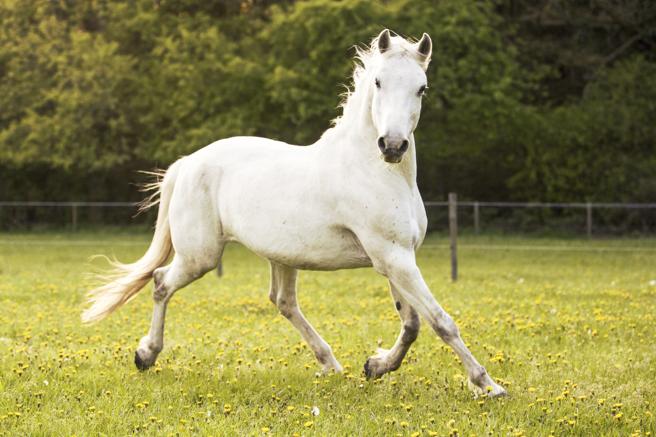 El caballo Lipizzano – Abouthorses