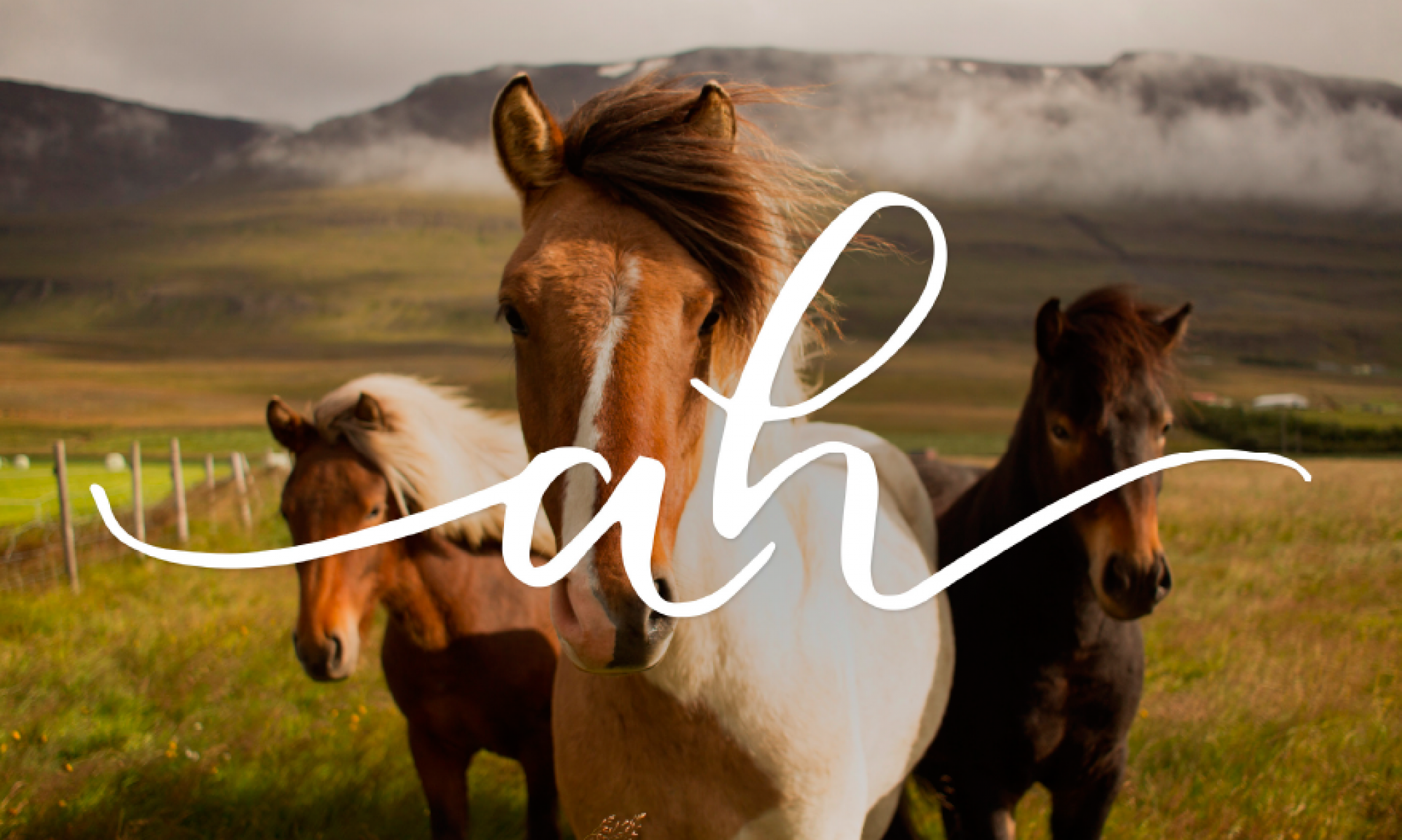 sentimiento de los caballos – Abouthorses